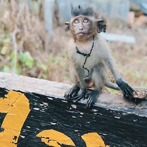 Monkey Bungalow Resort Ko Lanta